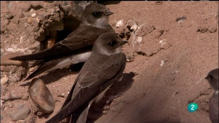 Biodiario - Biodiario - 03/01/12