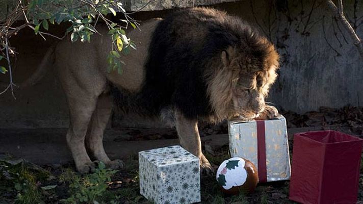 On Off - Leones que celebran la Navidad