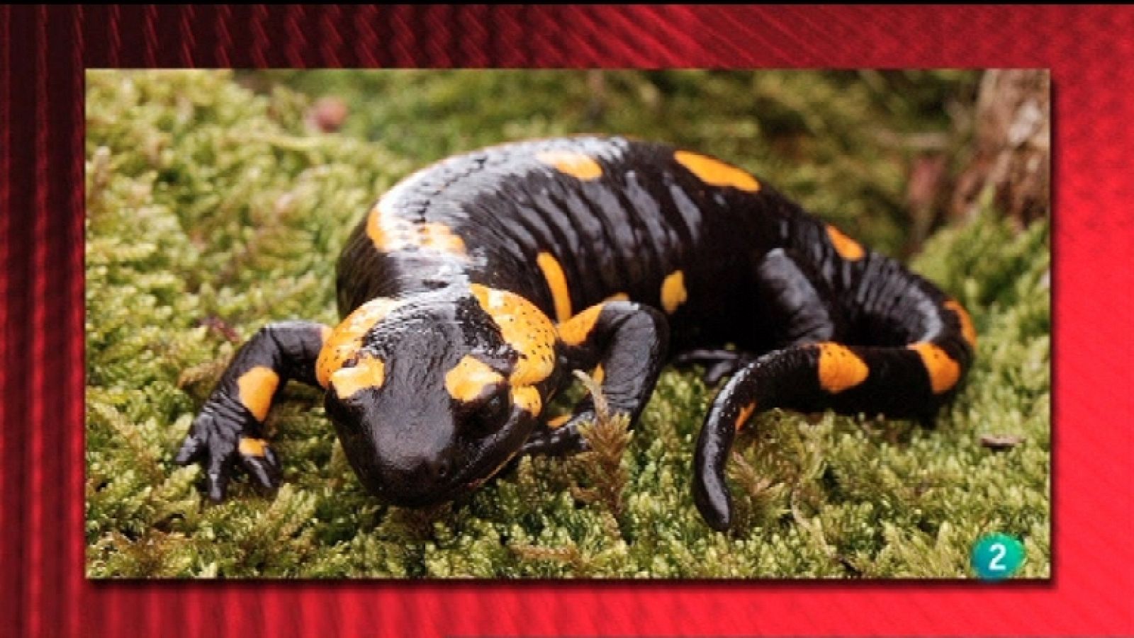 Saber y ganar - 05/01/12  - Ver ahora