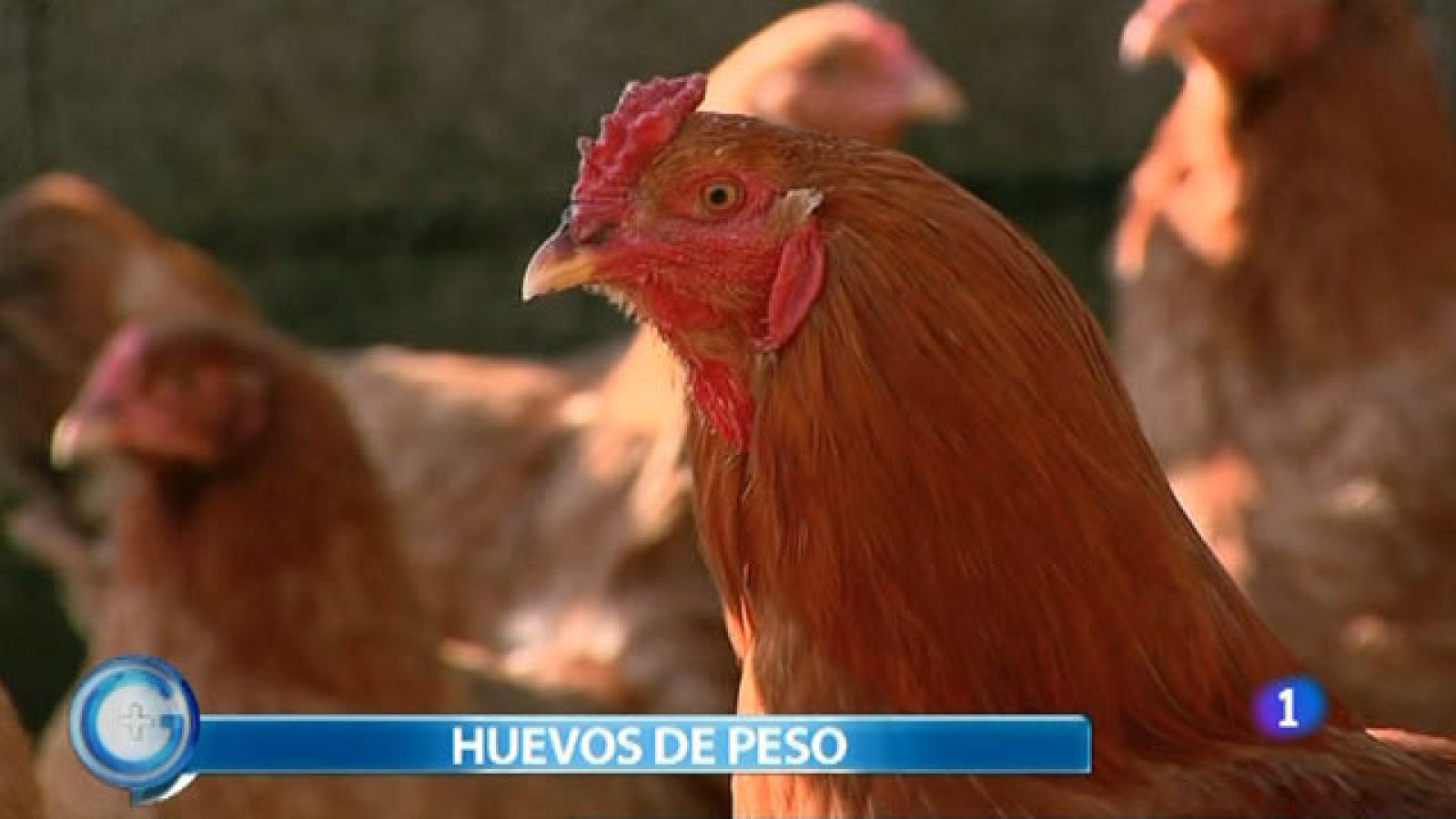 Una gallina gallega pone huevos dobles