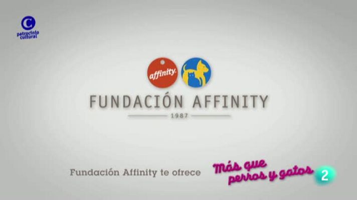 Más que perros y gatos - Capítulo 13