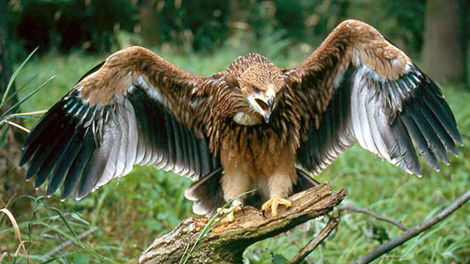 Investigación por la muerte de 6 águilas imperiales