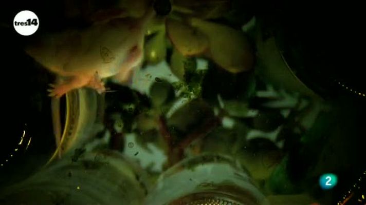 tres14 - Las bacterias intestinales