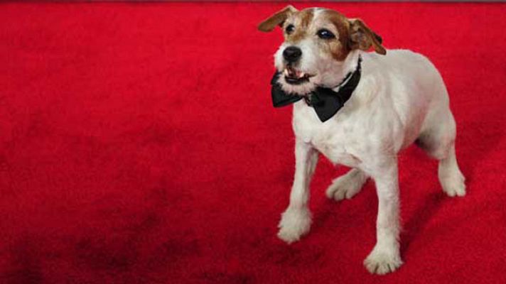 +Gente - Animales de cine