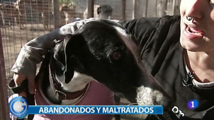 +Gente - Perros abandonados