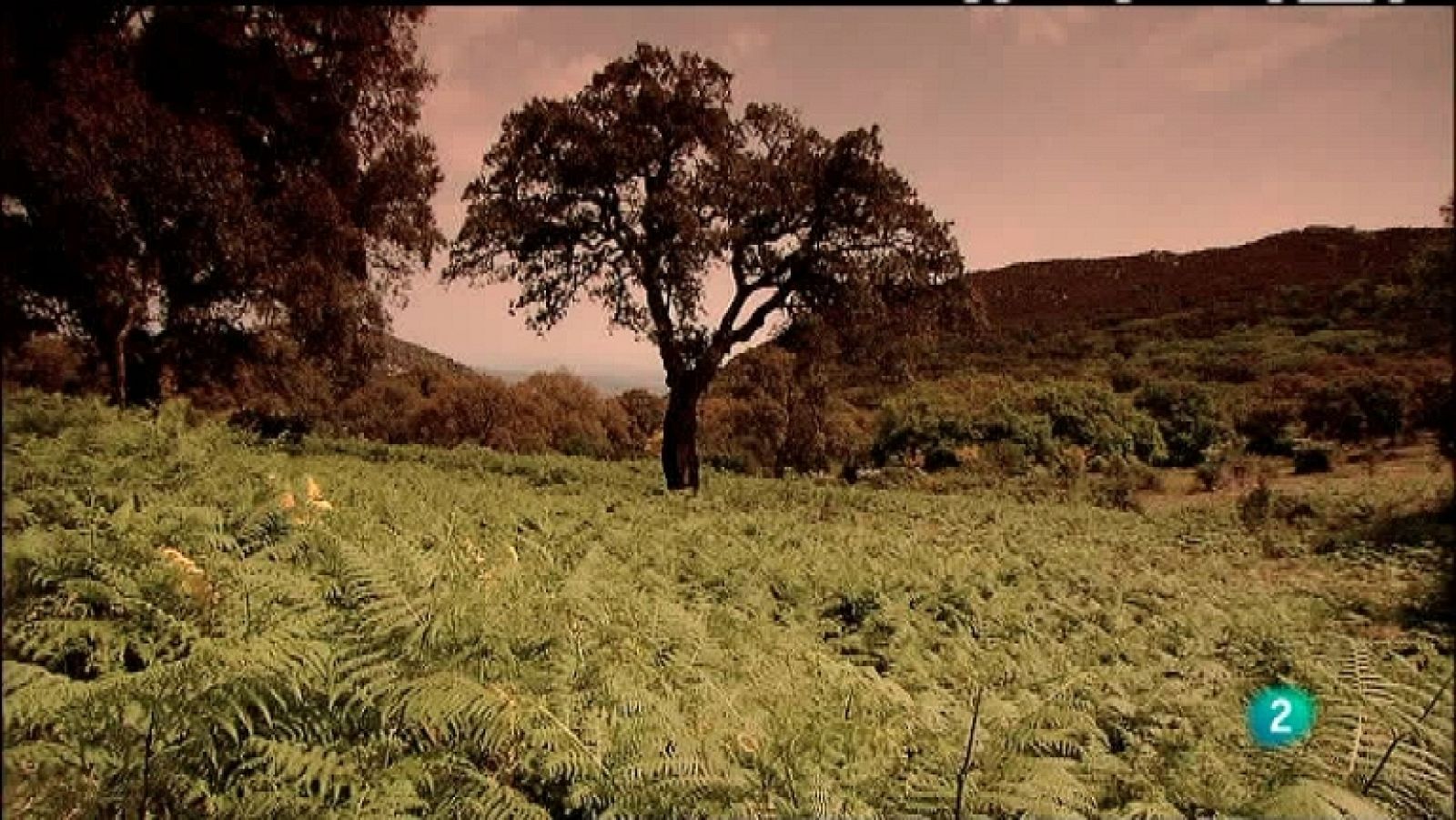 Biodiario - 18/01/12 - Ver ahora