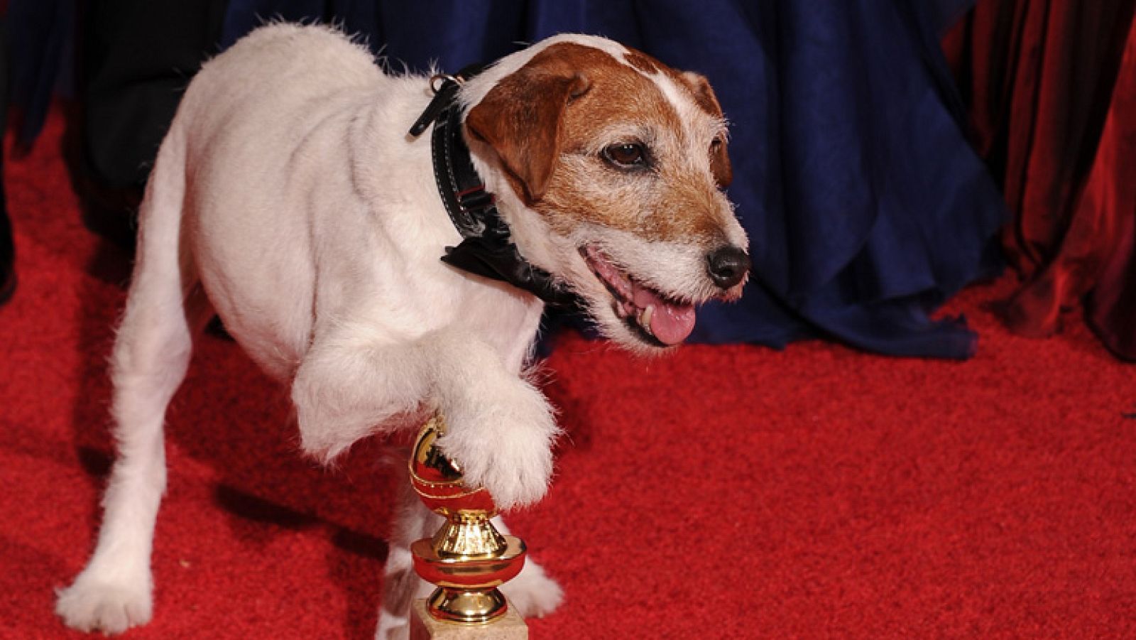 Primera edición de los premios "Collar de oro", los Oscar para perros