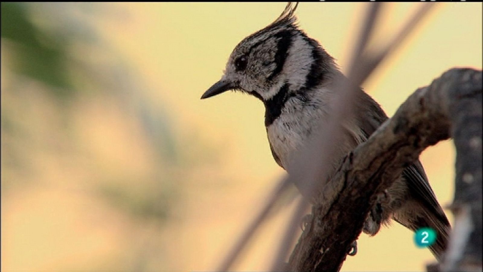 Biodiario - 19/01/12 - Ver ahora