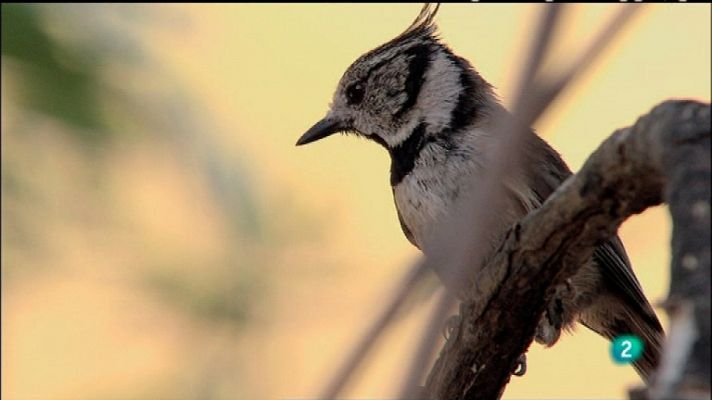 Biodiario - Biodiario - 19/01/12