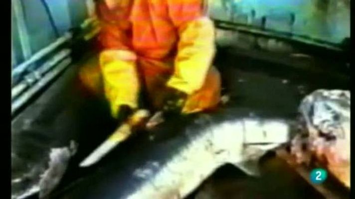 Para todos La 2 - Aletas de tiburón