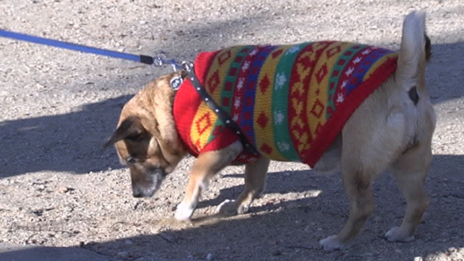 Multa de hasta 1.500 euros a quien no recoja los excrementos de su perro