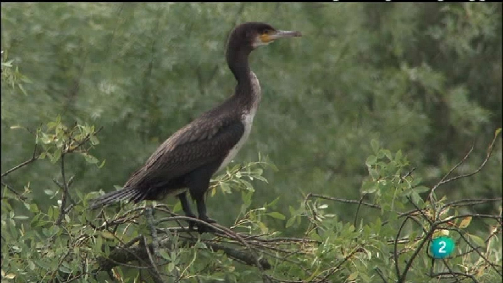 Biodiario - 22/01/12 - Ver ahora