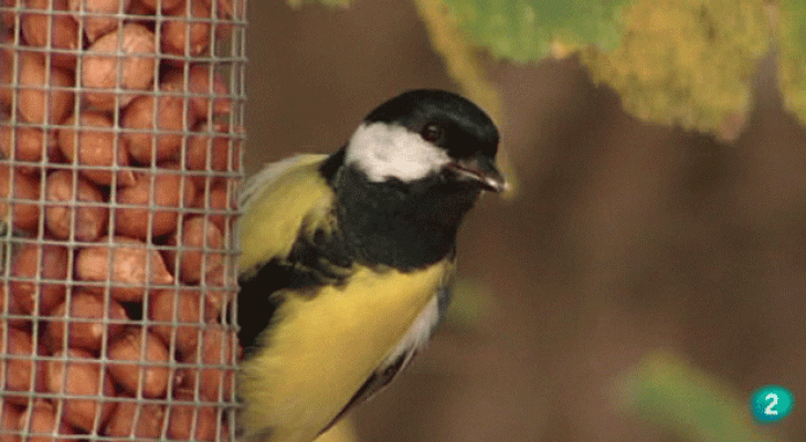 La aventura del Saber - Cuaderno de Gaia: Huellas y Rastros
