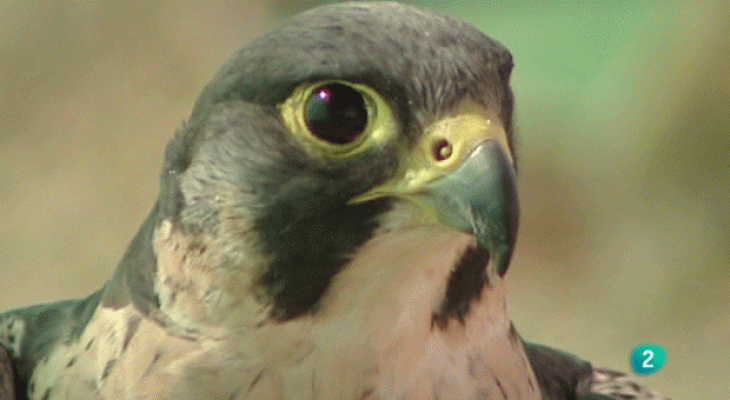 La aventura del Saber - Aurelio Pérez. Monográfico