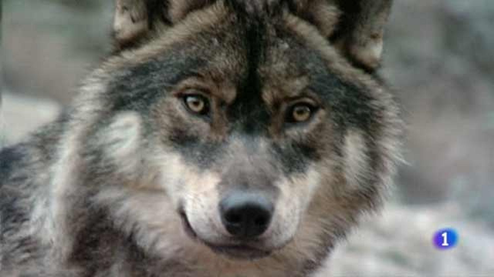 Más Gente - Denuncian ataques de lobos al sur del río Duero