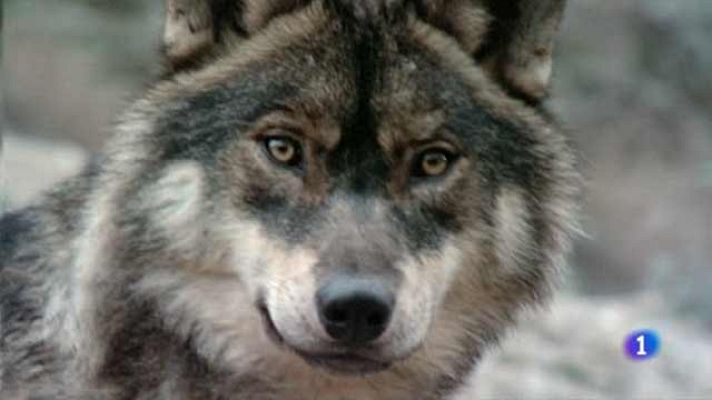 +Gente - El lobo ya ataca al sur del Duero