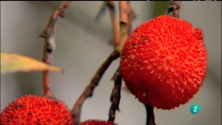 Biodiario - Biodiario - 24/01/12