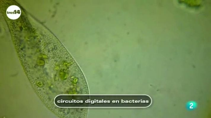 tres14 - Circuitos digitales en bacterias