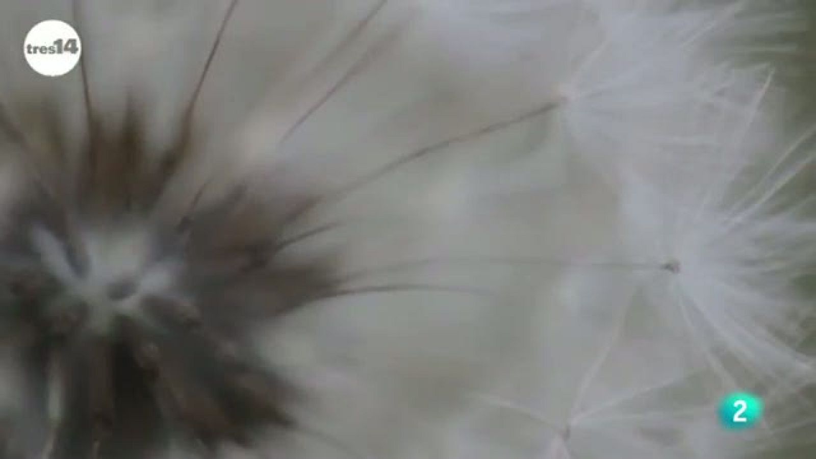 tres14 - Curiosidades científicas -  El más ligero del mundo