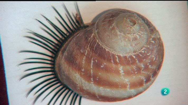 La aventura del Saber - La aventura del saber  - 26/01/12