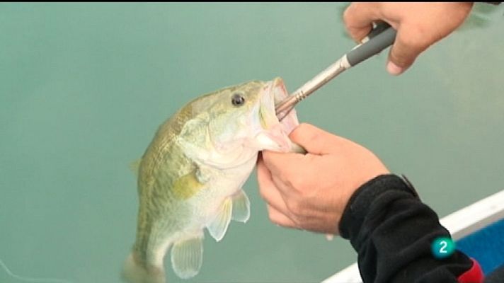 Jara y sedal - La pesca con dos blackmasters