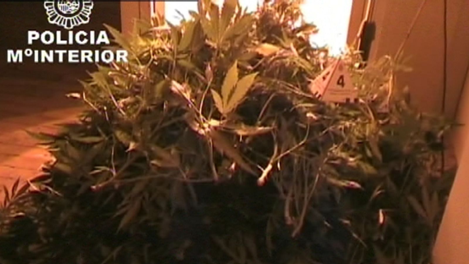 Las incautaciones de plantaciones de marihuana han aumentado un 30%