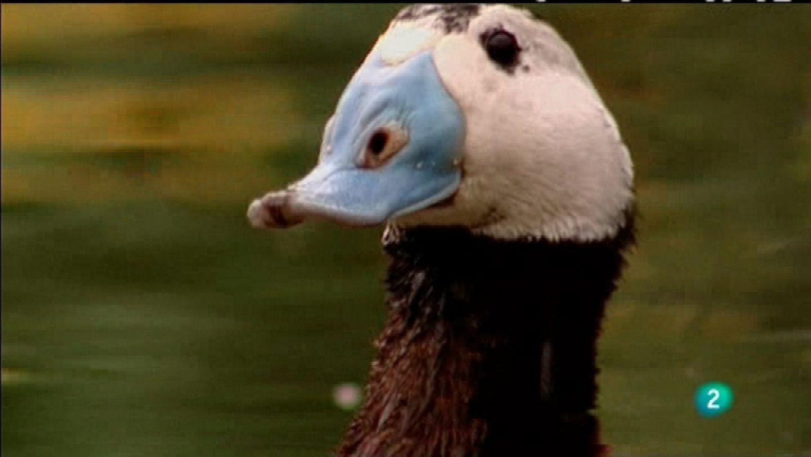 Biodiario - 29/01/12  - Ver ahora