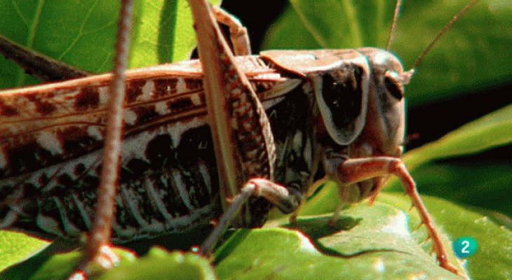La aventura del Saber - Insectos musicales