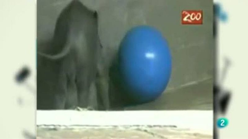 Para todos La 2 - ONG - ZooHBW