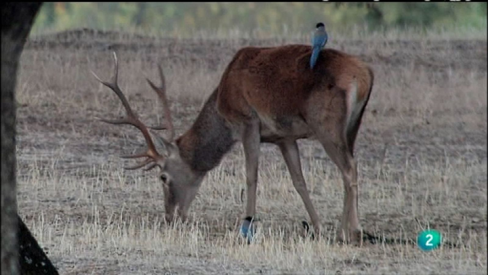 Biodiario - 31/01/12 - Ver ahora