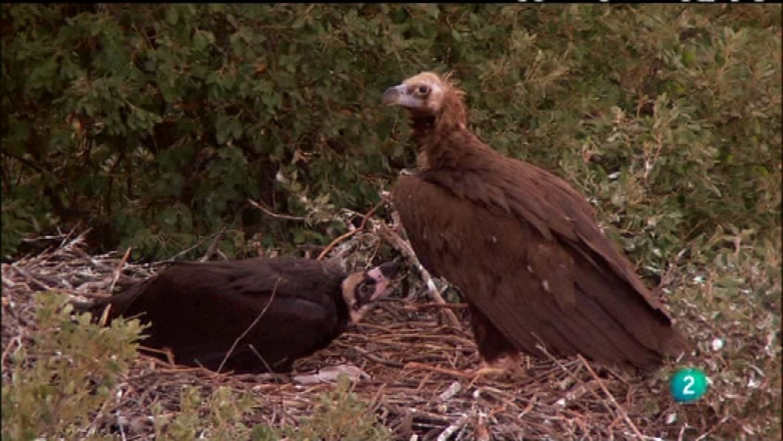 Biodiario - 02/02/12 - Ver ahora