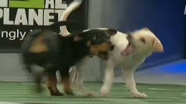 Telediario 1 - Una superbowl de perros