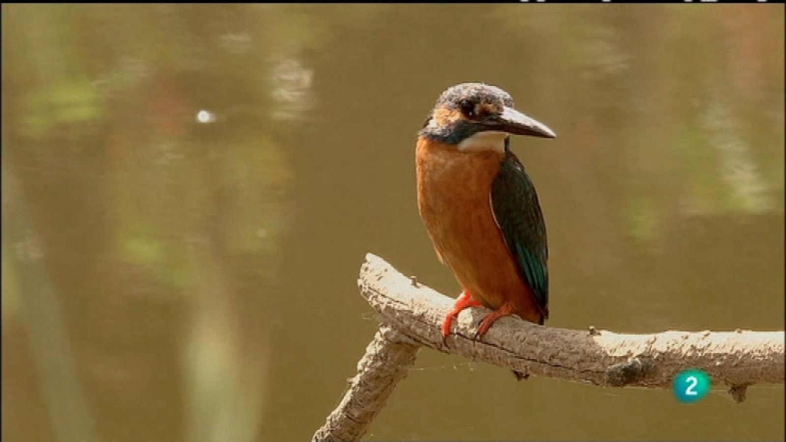 Biodiario - 03/02/12 - Ver ahora