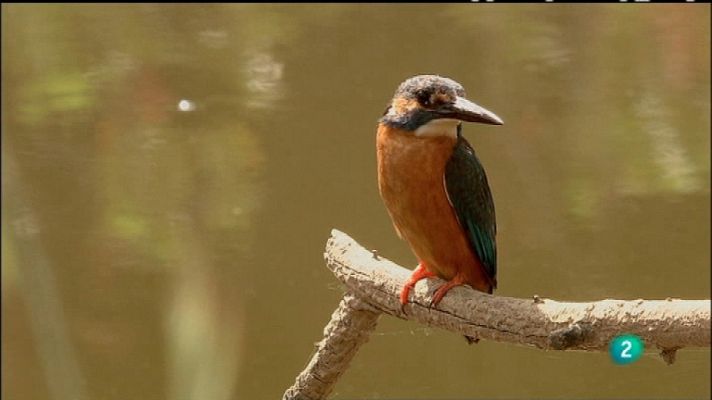 Biodiario - Biodiario - 03/02/12