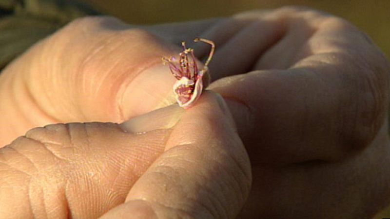 Las bajas temperaturas también han afectado al campo