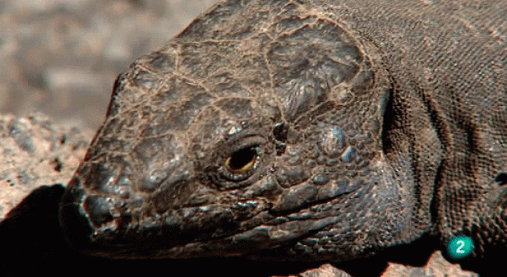 La aventura del Saber - Lagartos y lagartijas