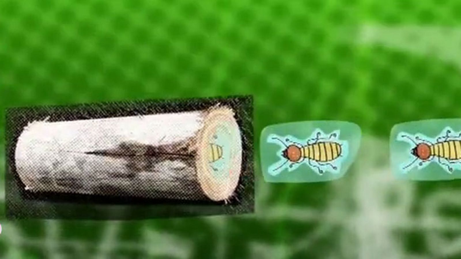 Pizzipedia: el didgeridoo y las termitas - Pizzicato en Clan | Ver