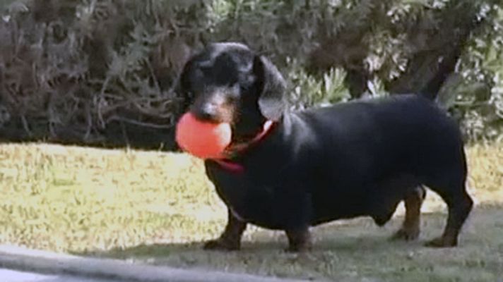 Comando Actualidad - Lujo canino