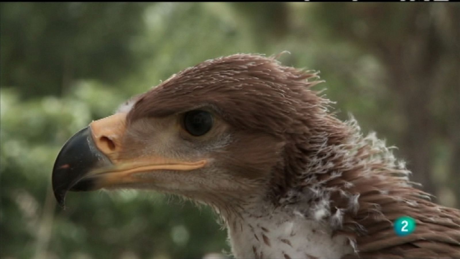 Biodiario - 09/02/12 - Ver ahora