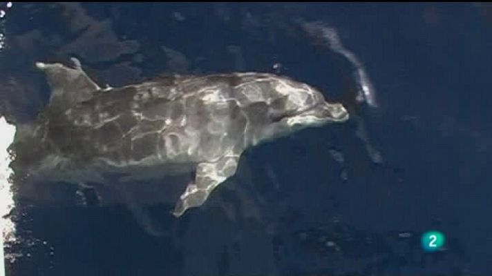 El escarabajo verde - Cetáceos bajo presión