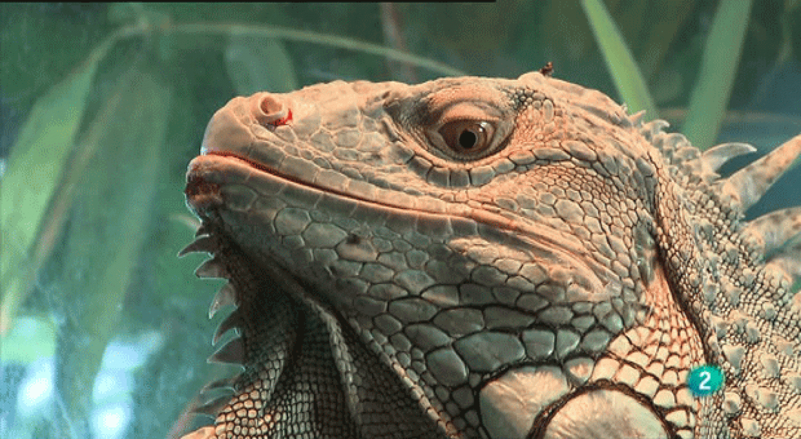 La aventura del saber. Experimentos Cosmocaixa: Nucleo Zoológico