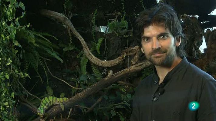 La aventura del Saber - Técnicas de caza