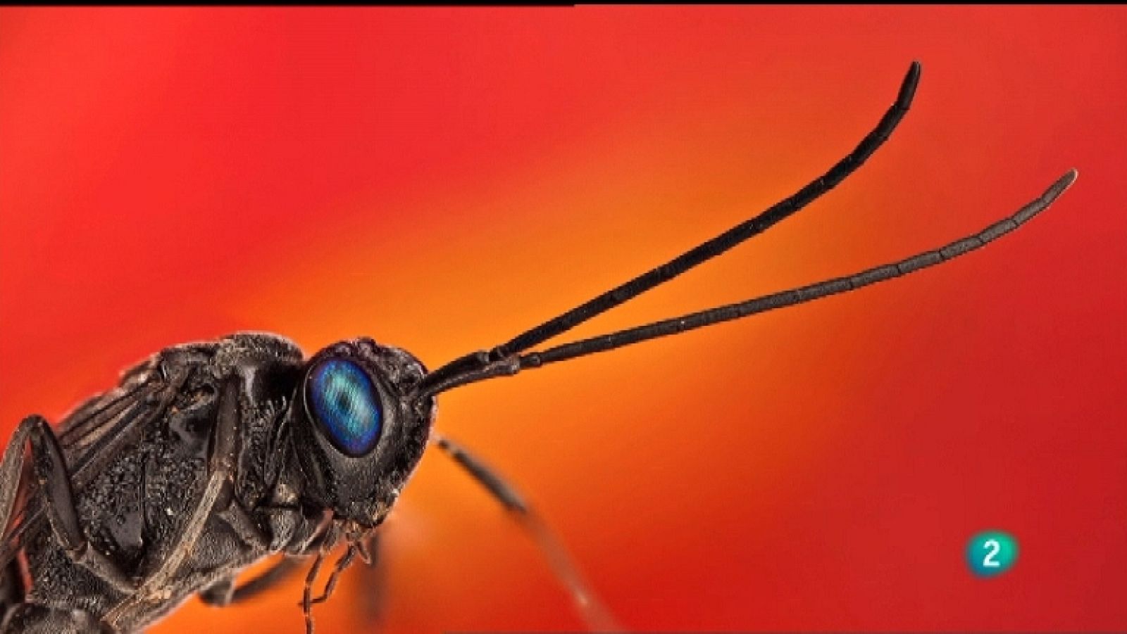 La aventura del saber - 20/02/12 - Ver ahora