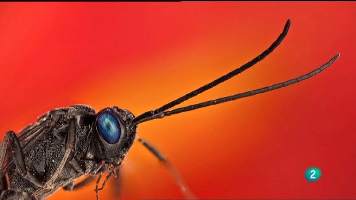 La aventura del Saber - La aventura del saber - 20/02/12