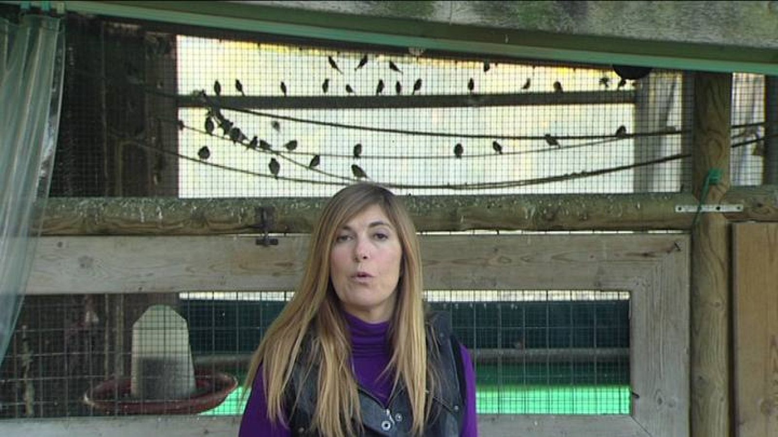 Cazados al vuelo - Avance - El escarabajo verde | Ver