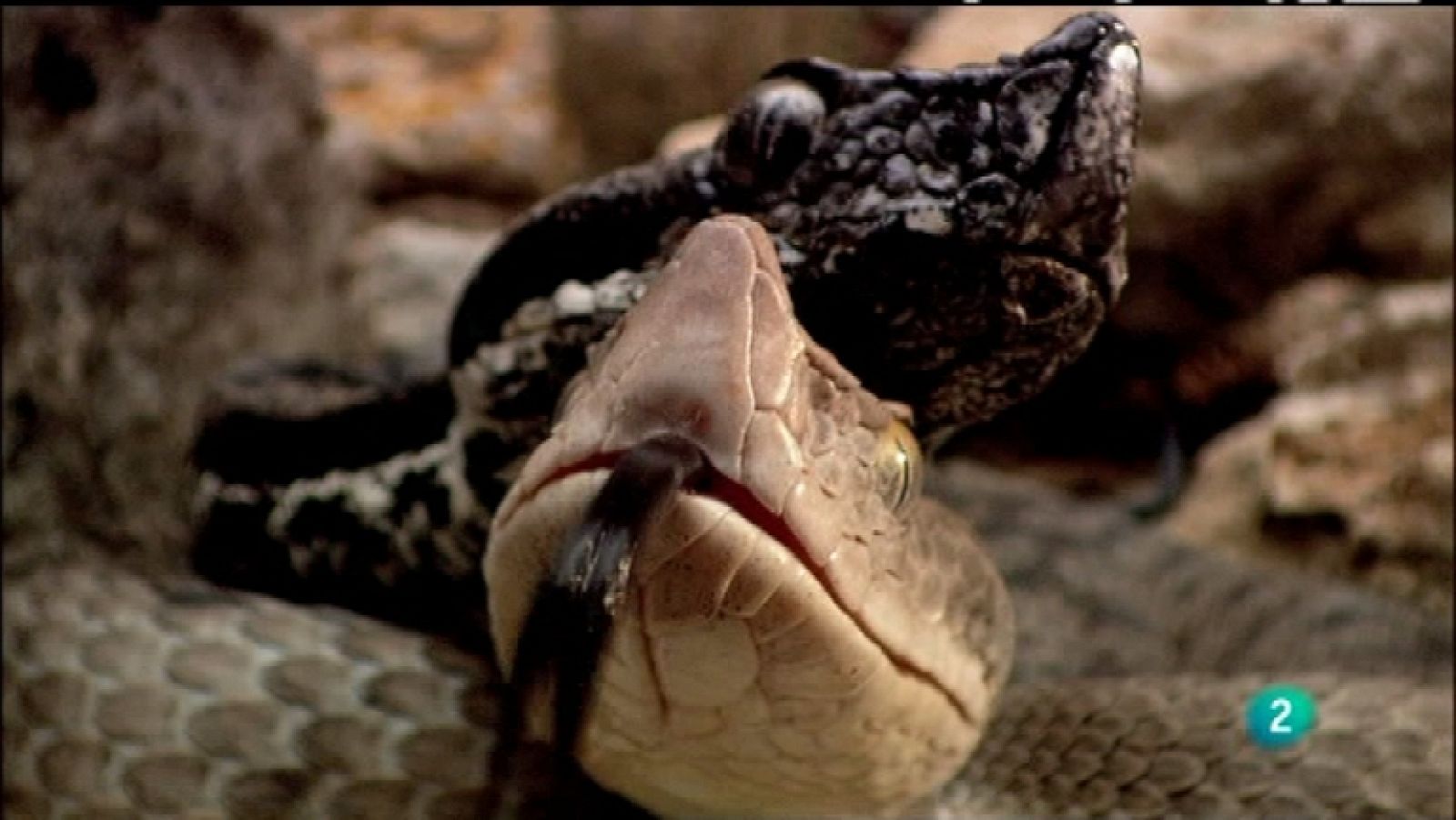 Biodiario - 23/02/12 - Ver ahora