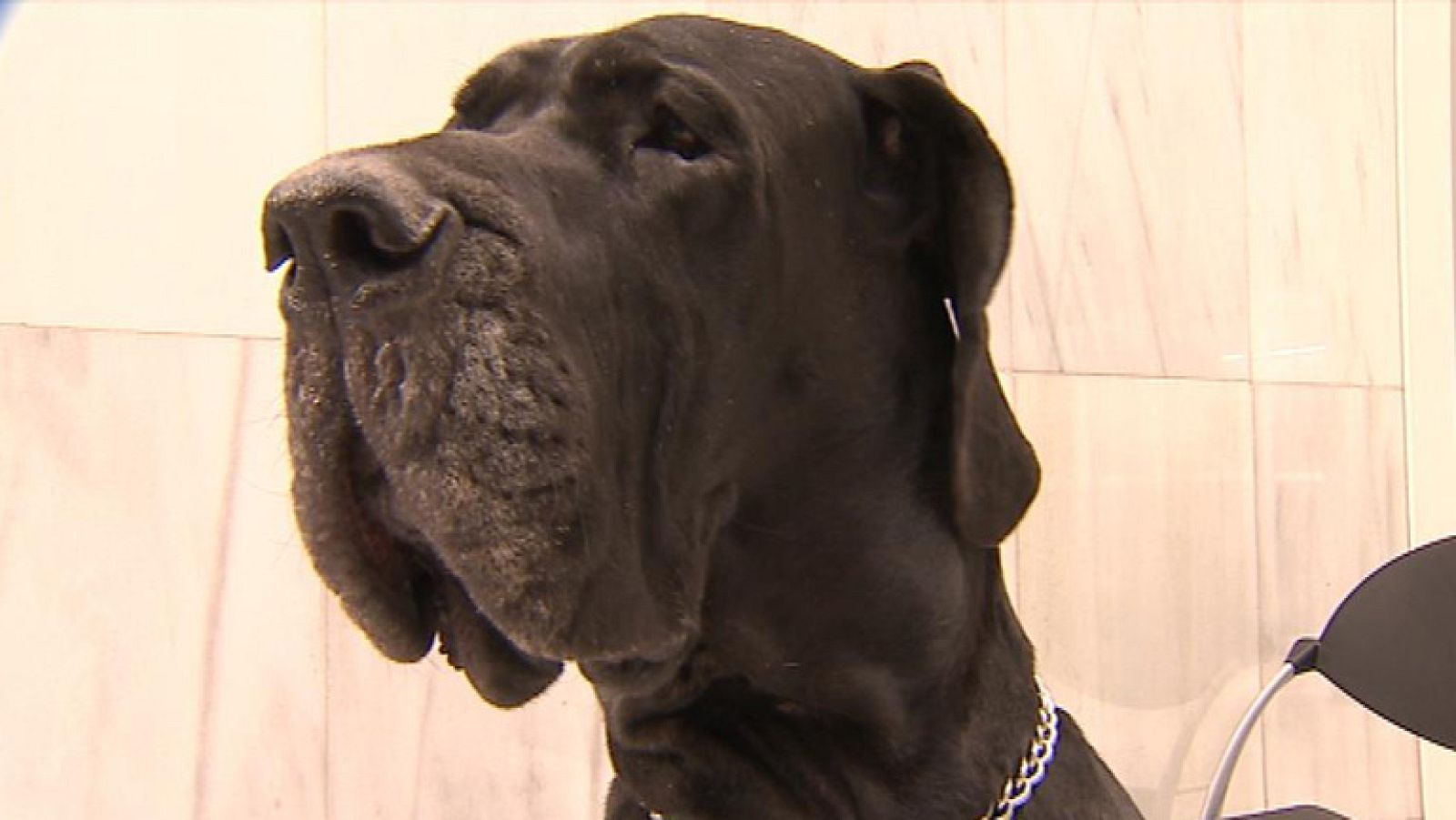 Utilizan células madre para la cura de lesiones en los perros