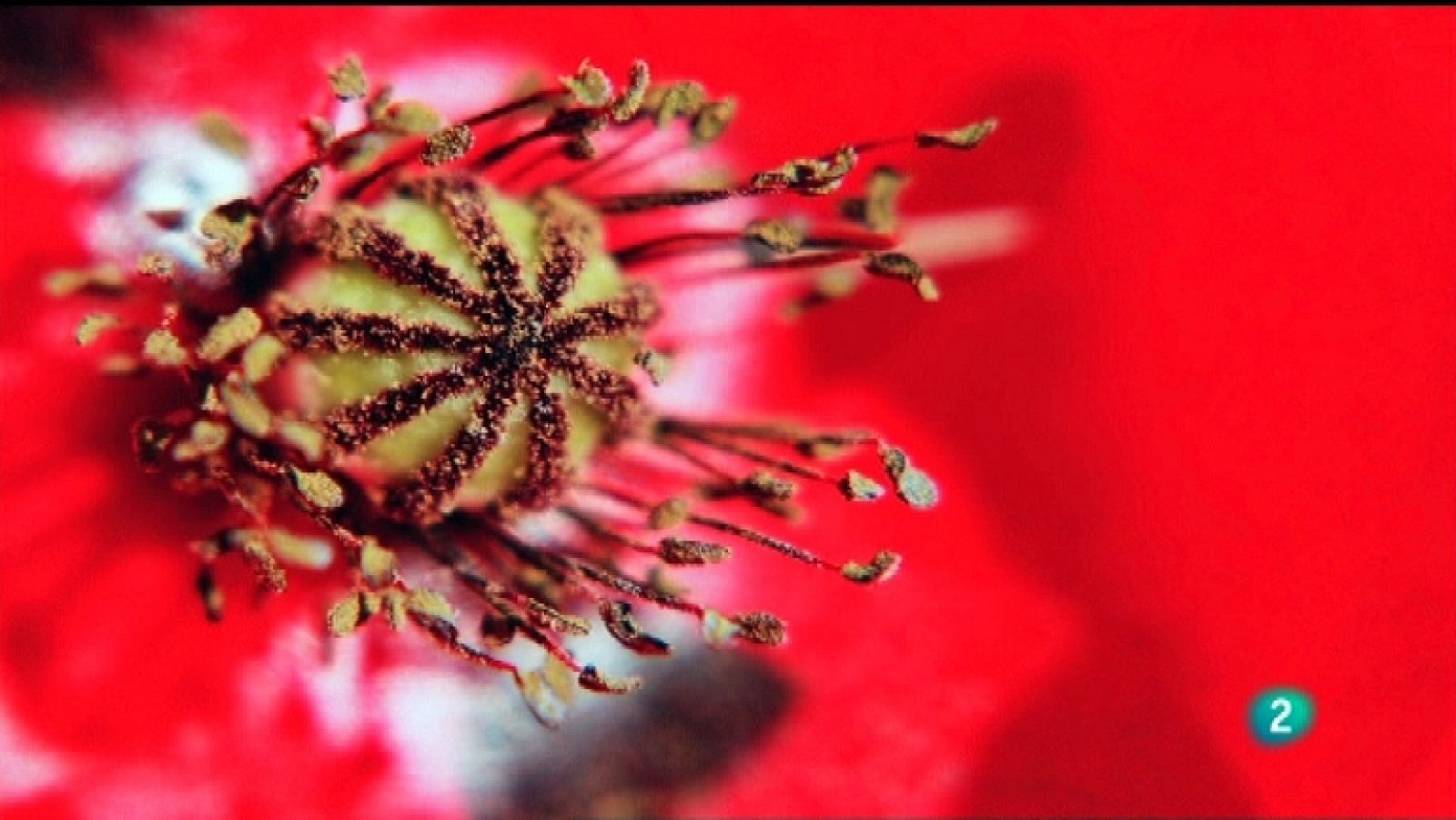 Jara y sedal - Luz y naturaleza - Ver ahora