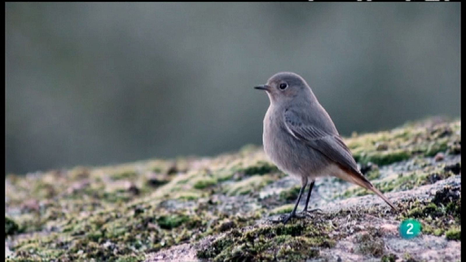 El escarabajo verde - Cazados al vuelo - Ver ahora