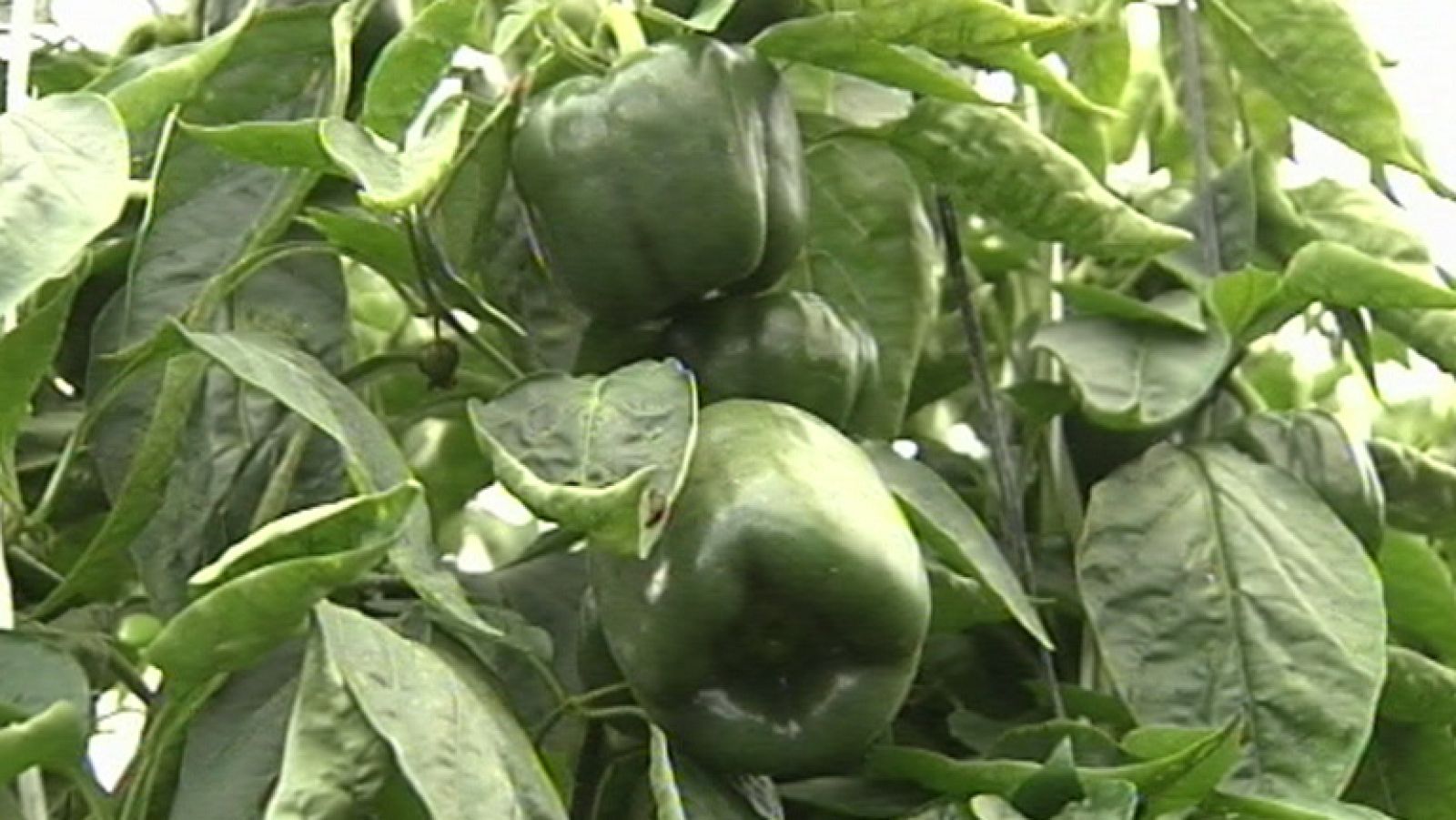 Los daños en la agricultura ocasionados por el frío podrían superar los 150 millones